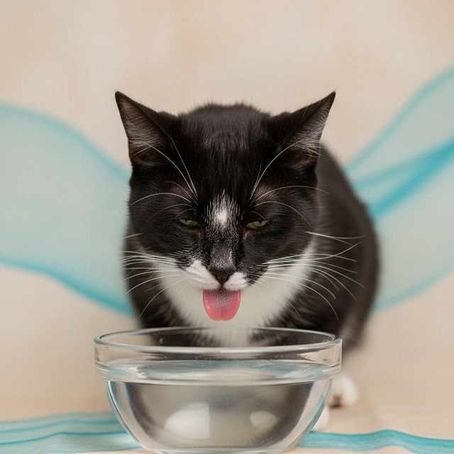 Biscuit, a black and white tuxedo cat
